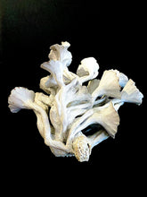 Load image into Gallery viewer, LISA CONWAY FINE CERAMICS: FUNGI FLORAL
