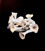 Load image into Gallery viewer, LISA CONWAY FINE CERAMICS: FUNGI FLORAL

